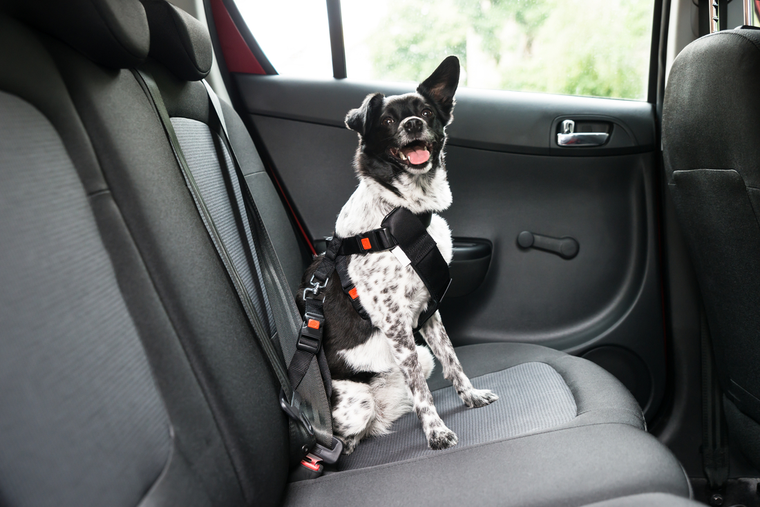 Keeping dogs safe in car